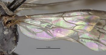 Media type: image;   Entomology 26631 Aspect: Wing hind